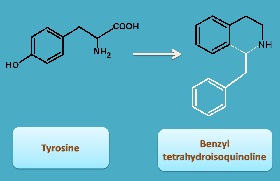 conversion of tyrosine to benzyl tetrahydroisoquinoline
