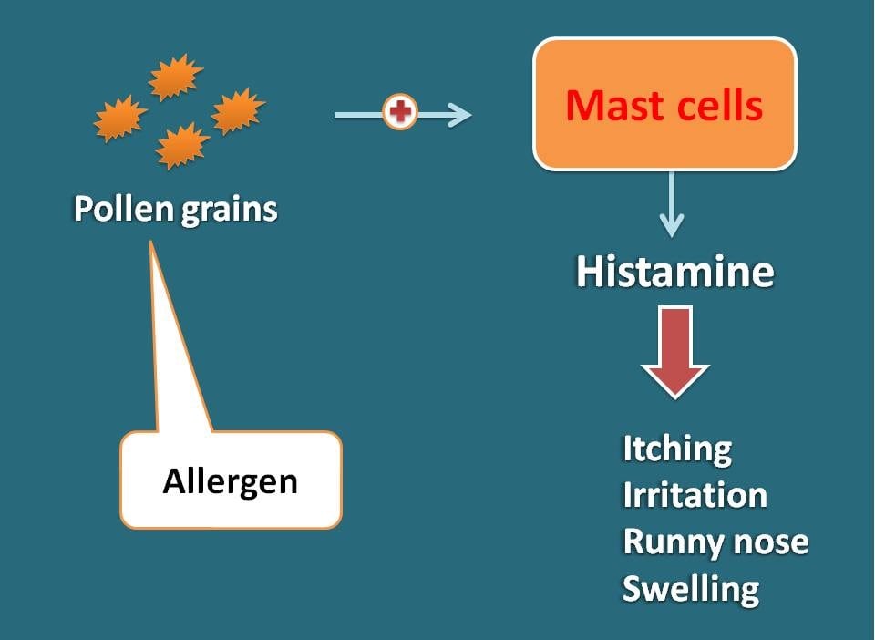 allergic response of histamine