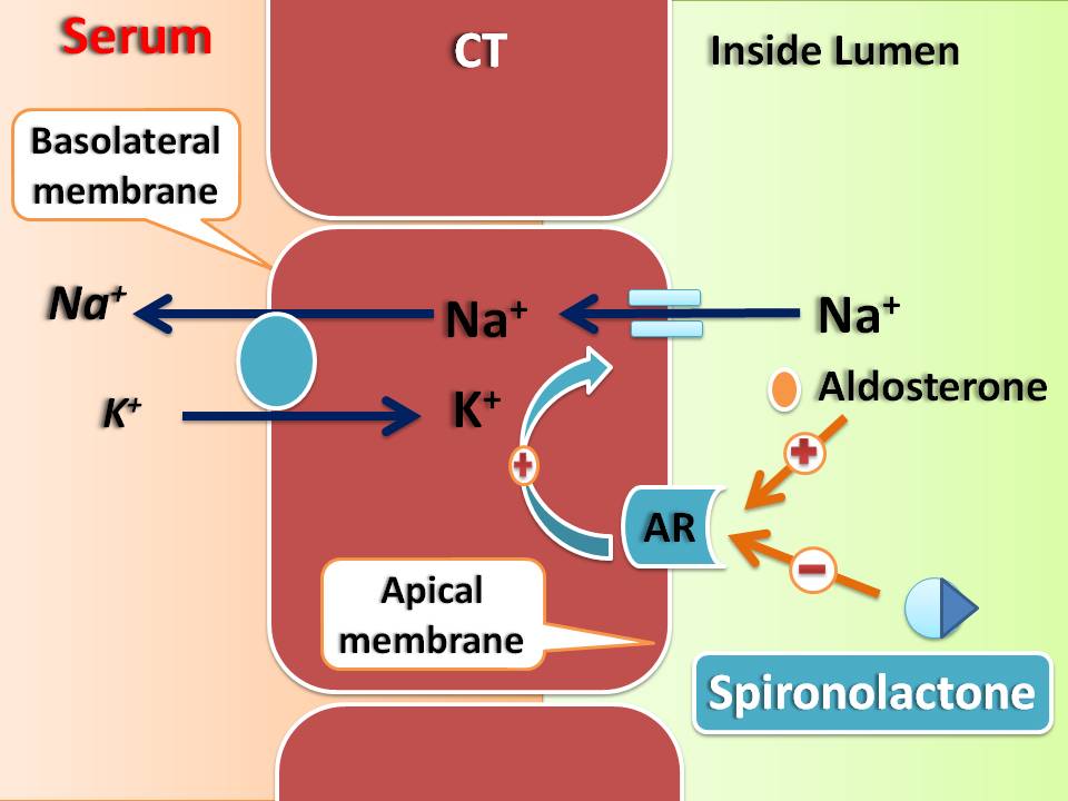 mechanism of spironolactone