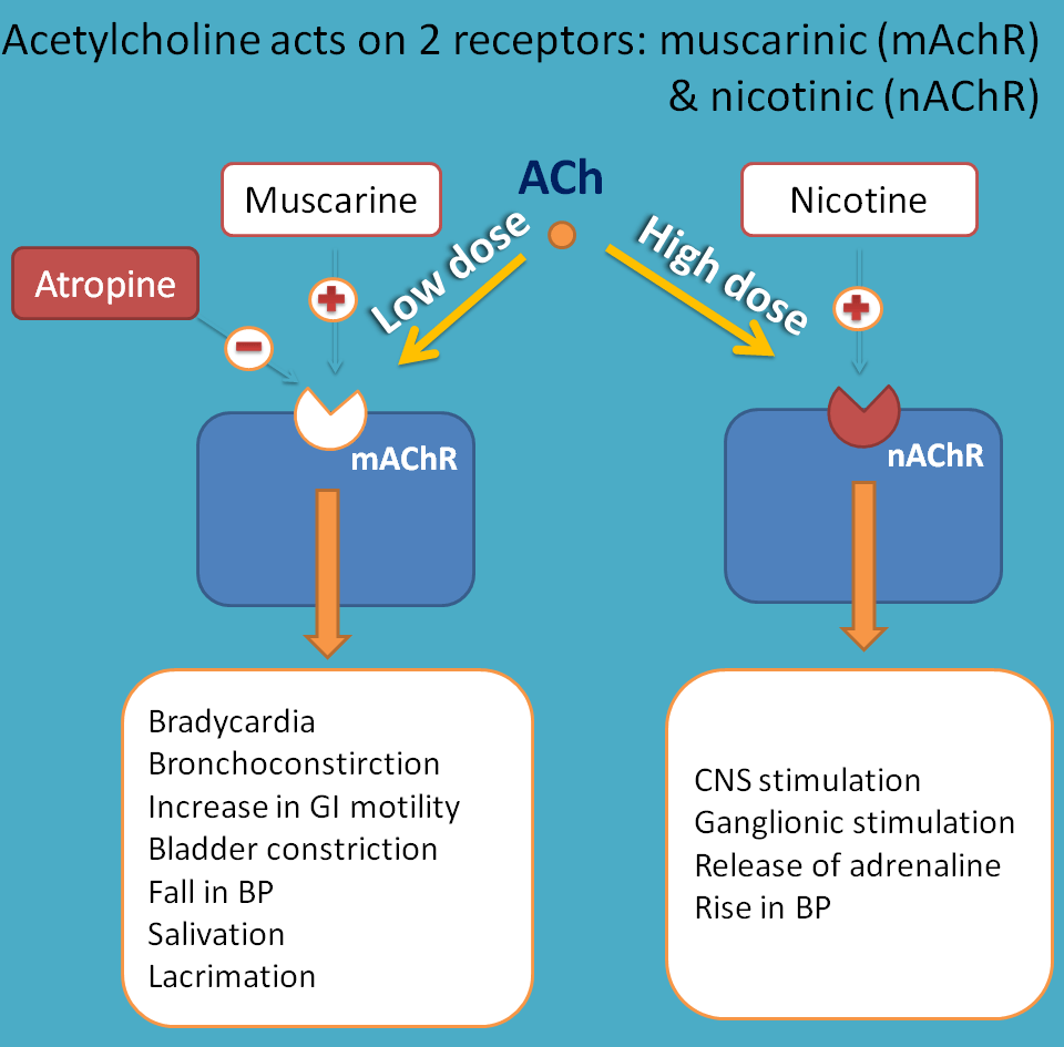 Cholinergic Agonists Introduction Cholinergic Agonists Introduction