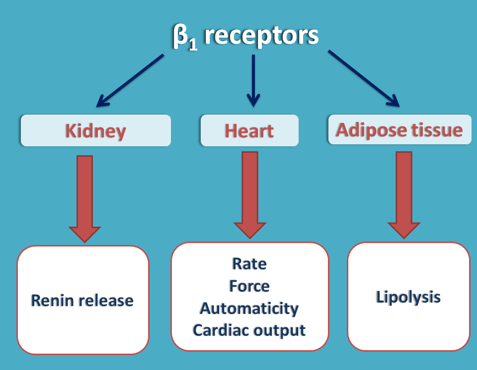 Beta adrenergic receptors