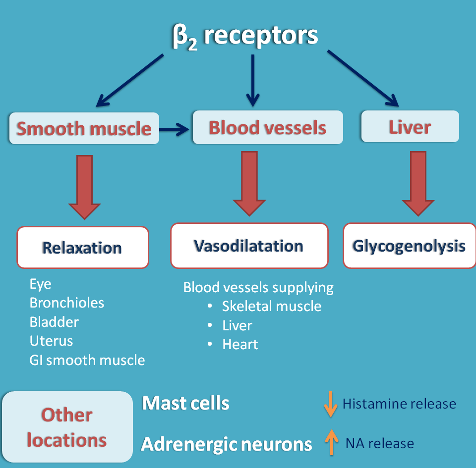 Beta adrenergic receptors