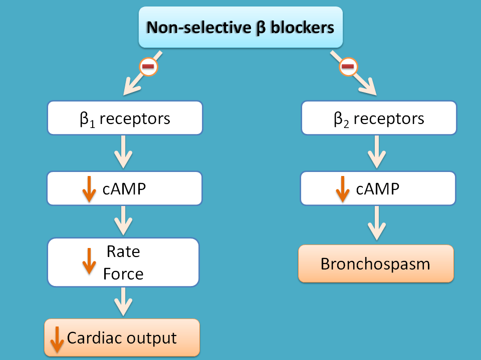 which b blockers are cardioselective