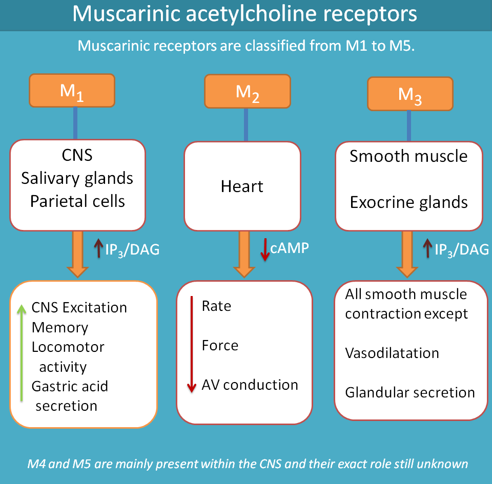 Receptores Muscarínicos M1 M2 M3 M4 M5 - BRAINCP