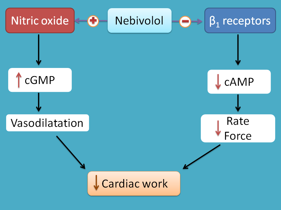 mechanism of nebivolol