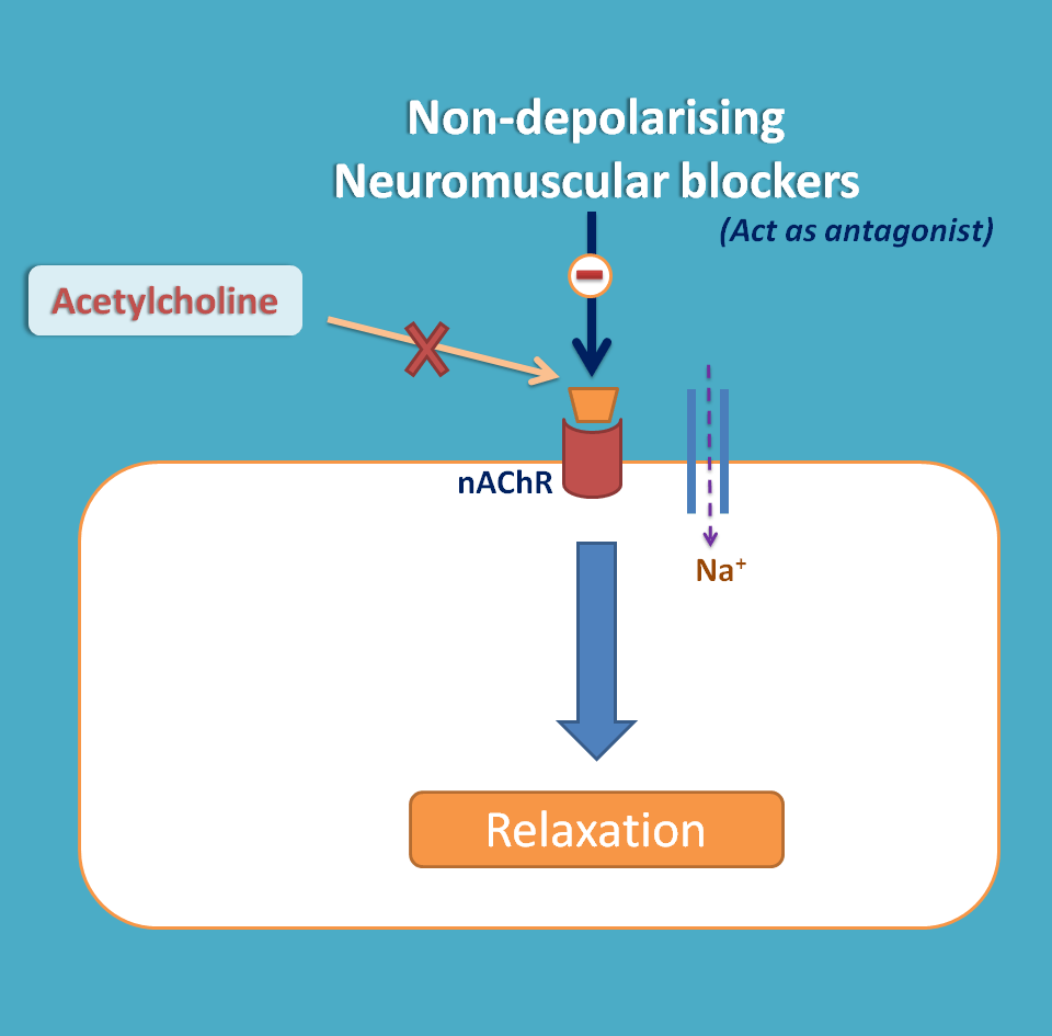 neuromuscular blocking agents mechanism of action