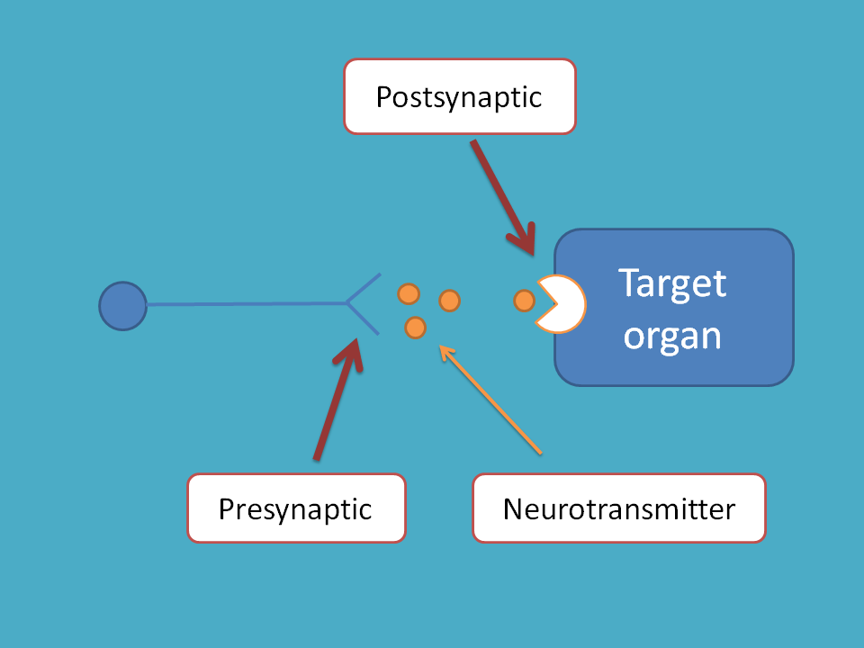 pre and postsynaptic membrane
